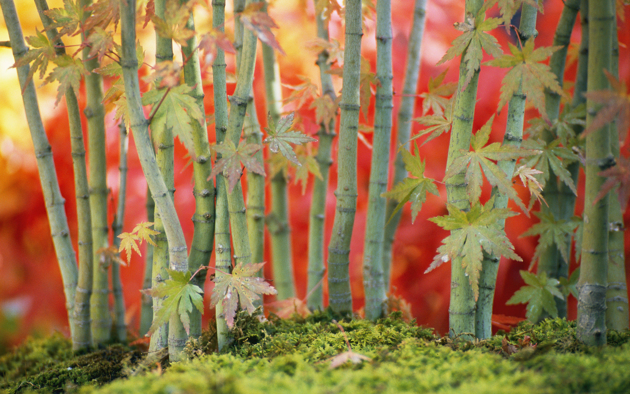 Bamboo
