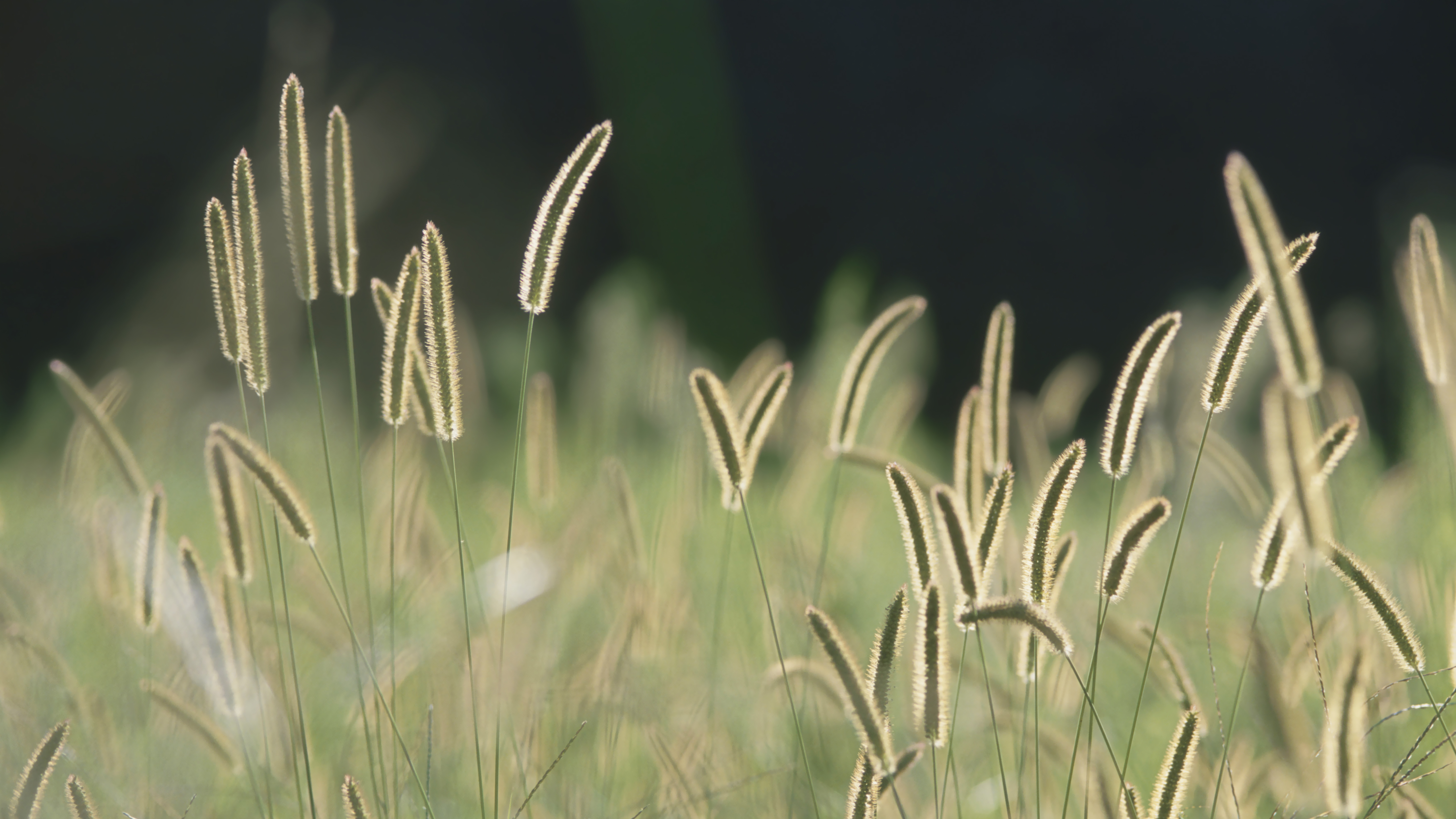Bristle Grass