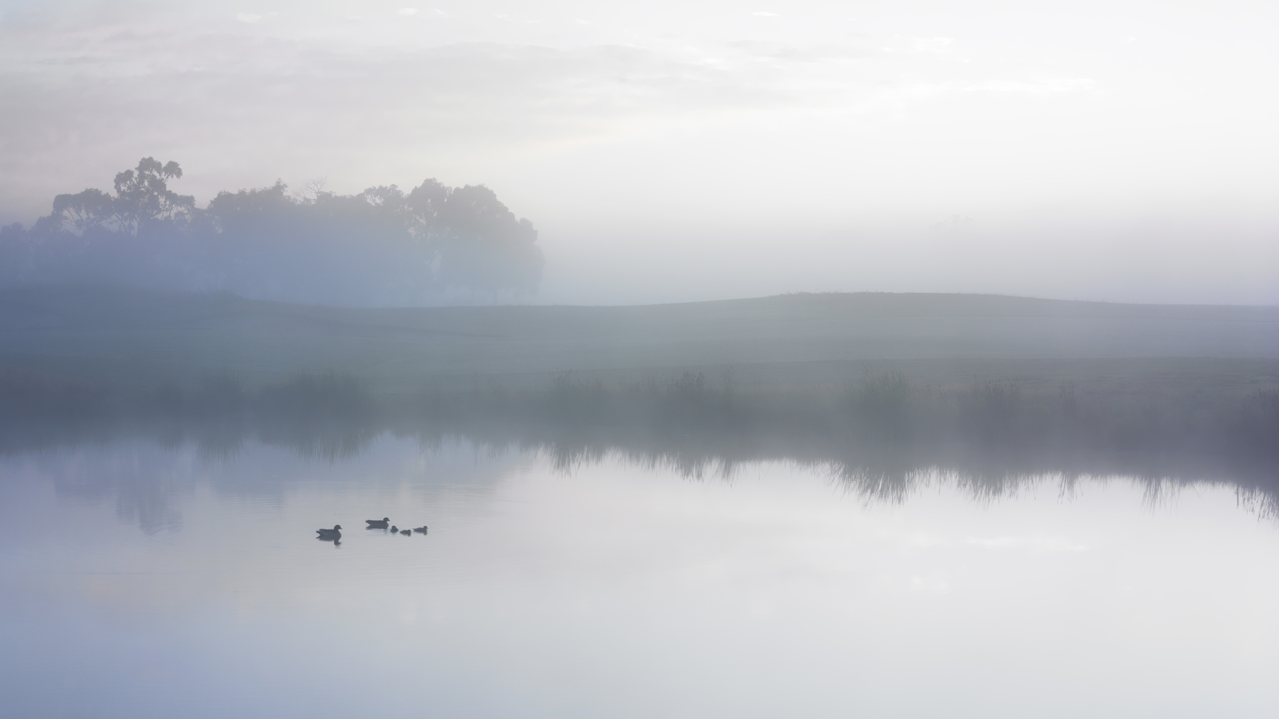 Ducks on a Misty Pond