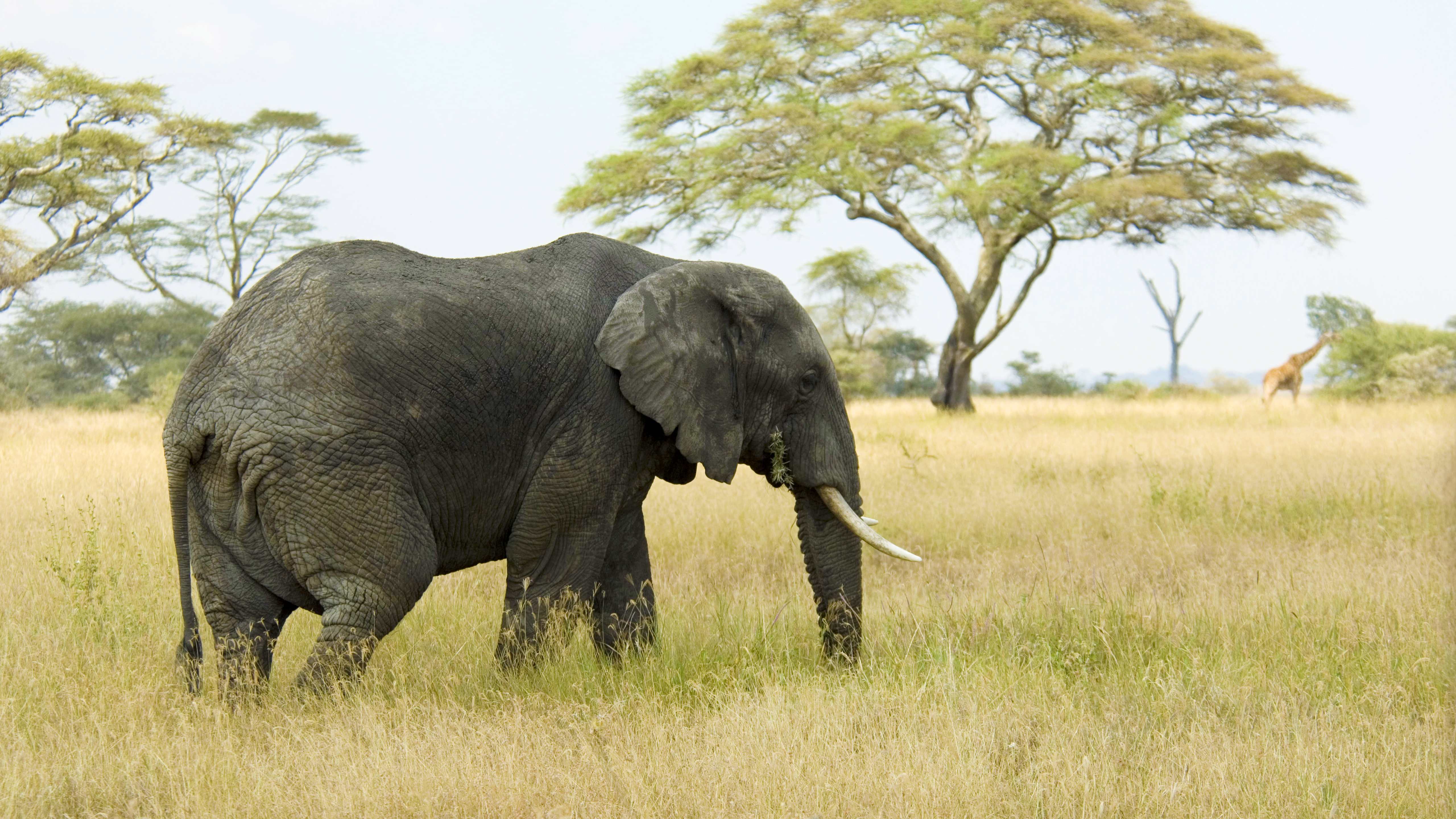 Elephant