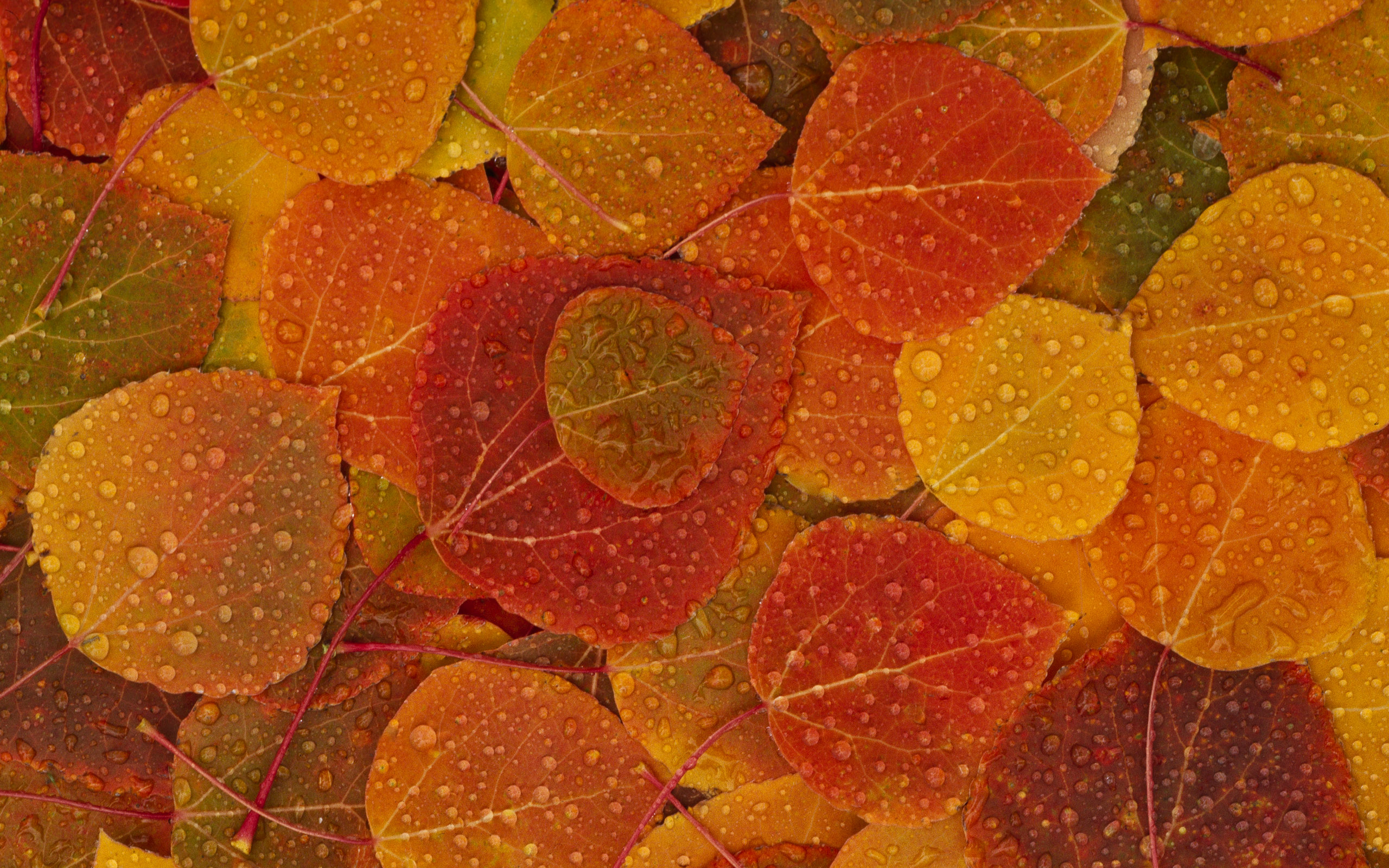 Fall-Leaves