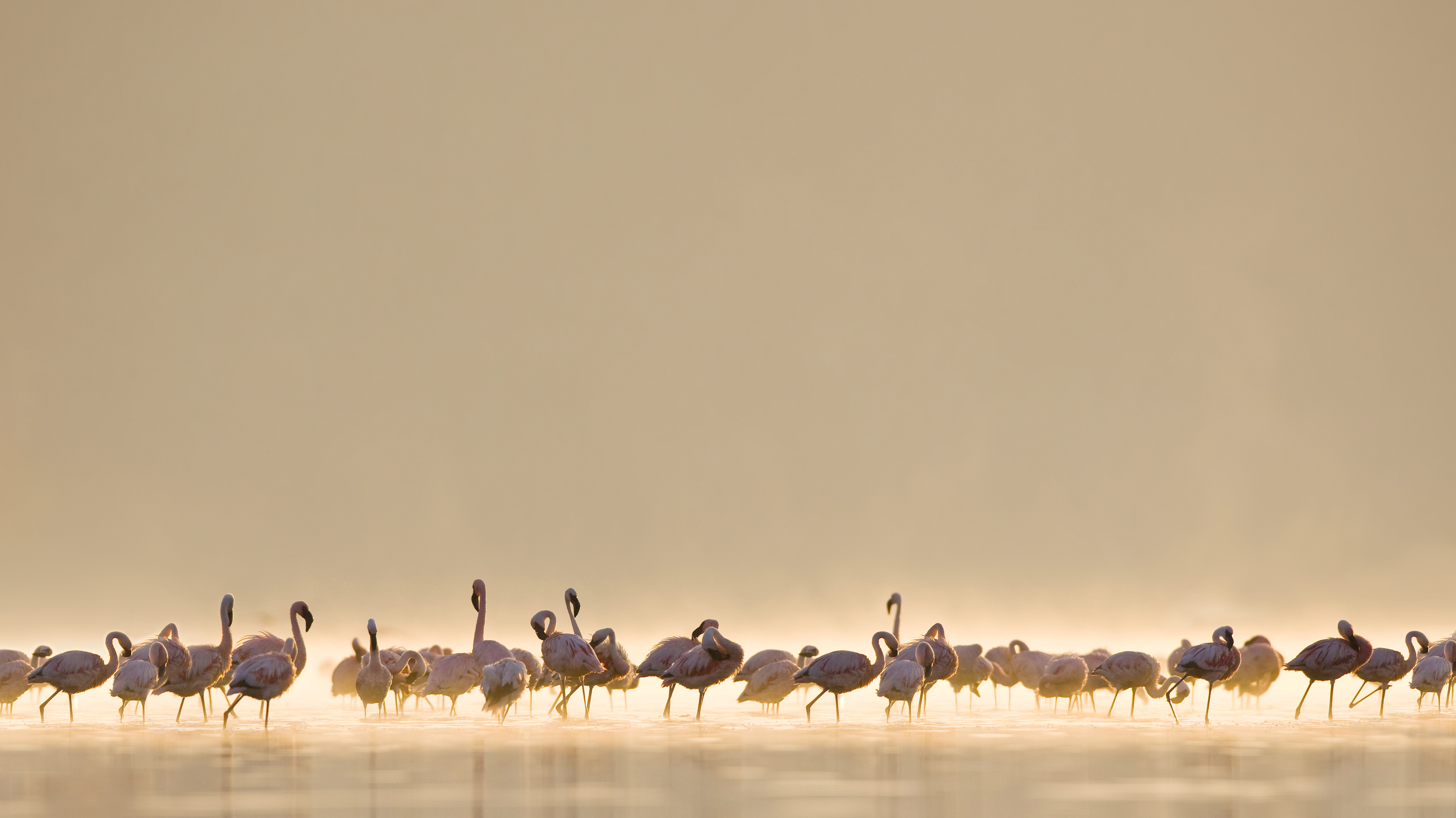 Flamingos