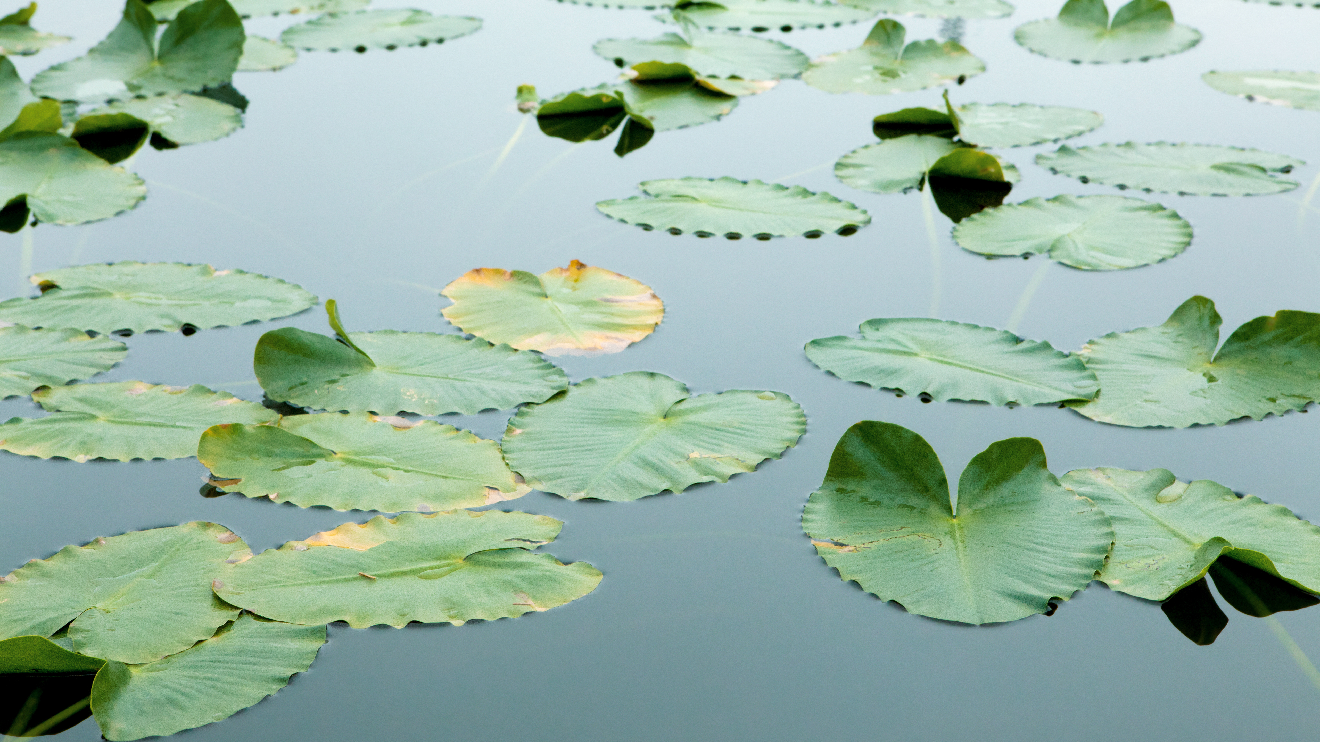 Floating Leaves