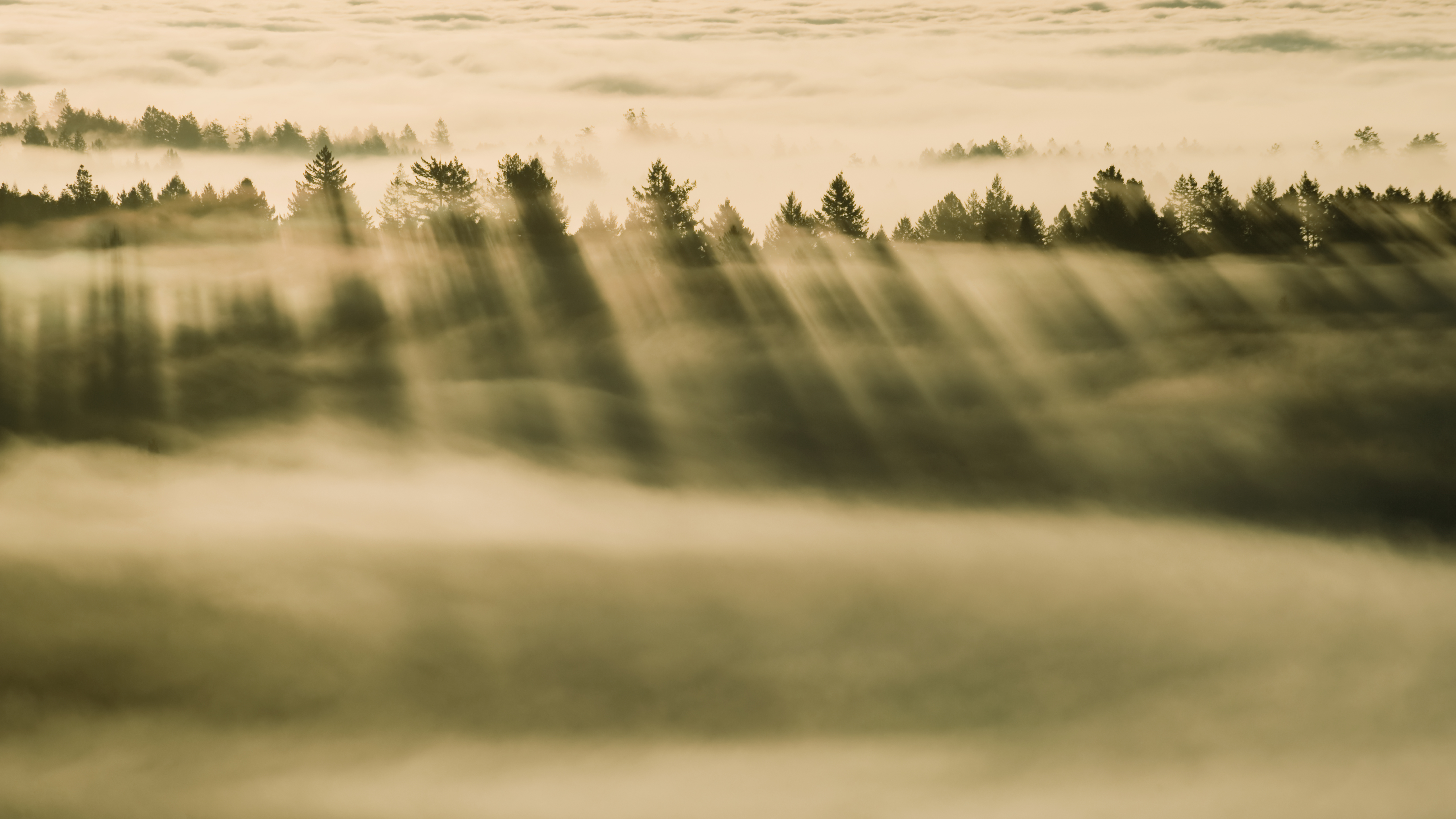 Foggy Forest