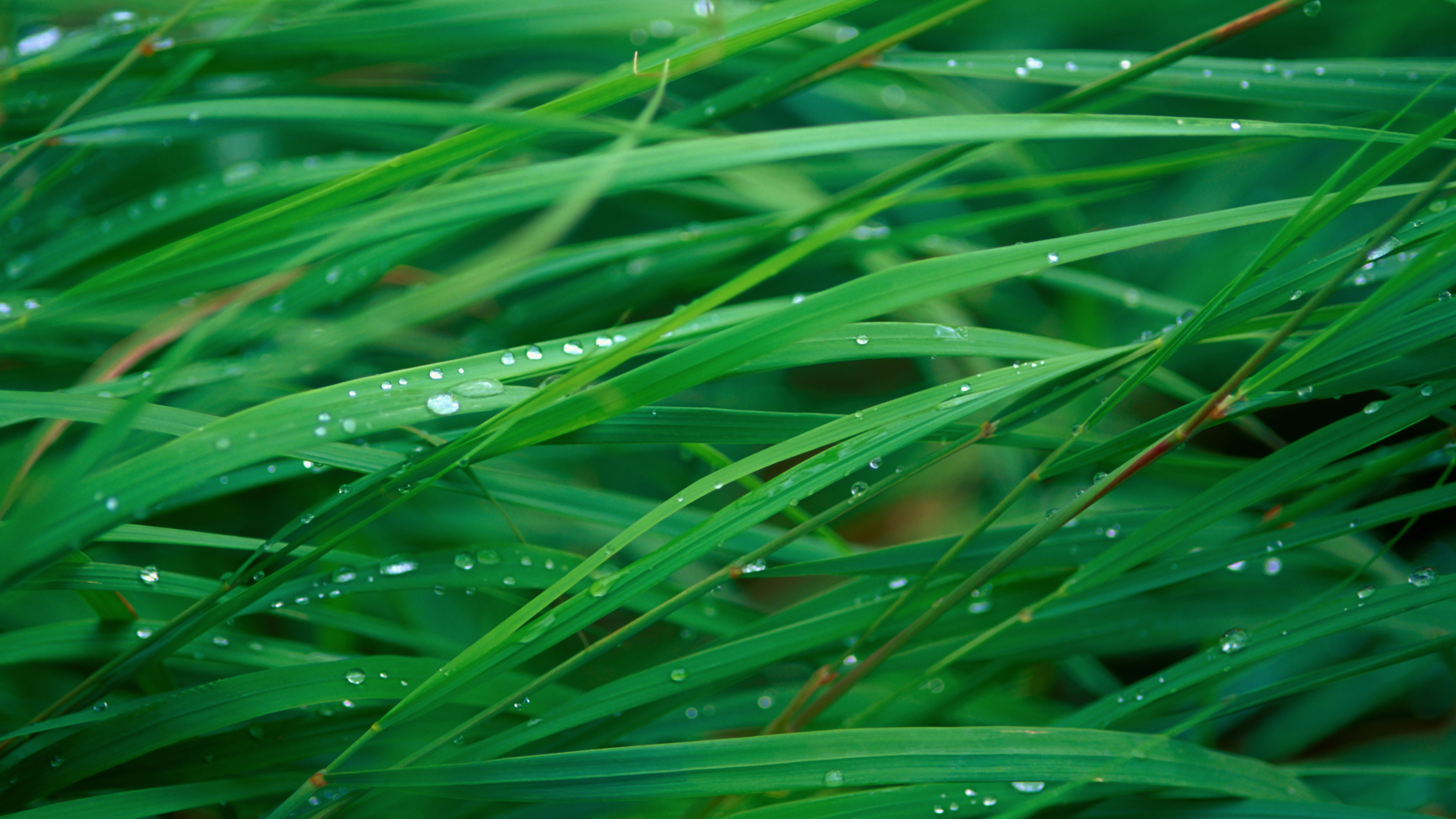 Grass Blades