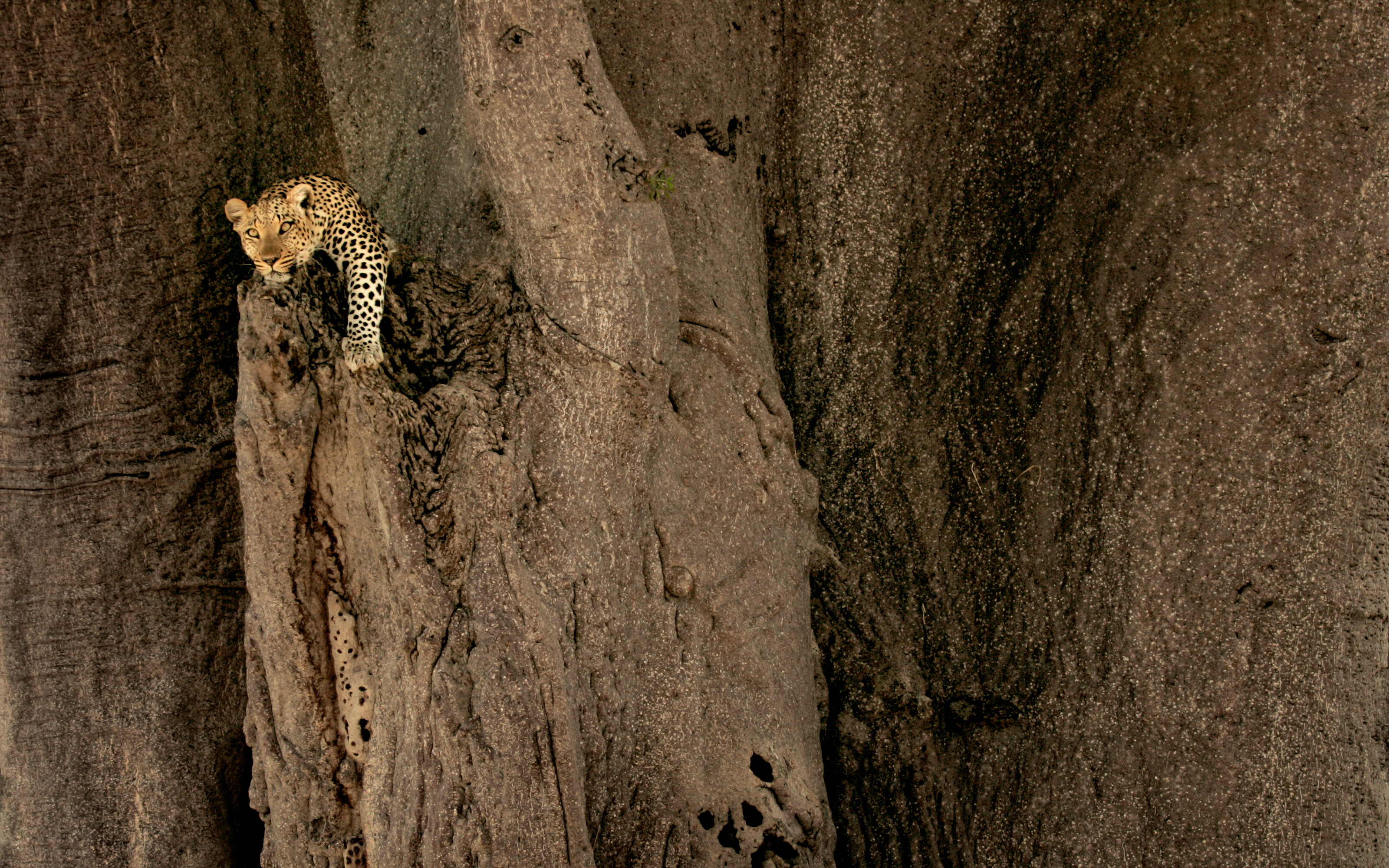 NatGeo09