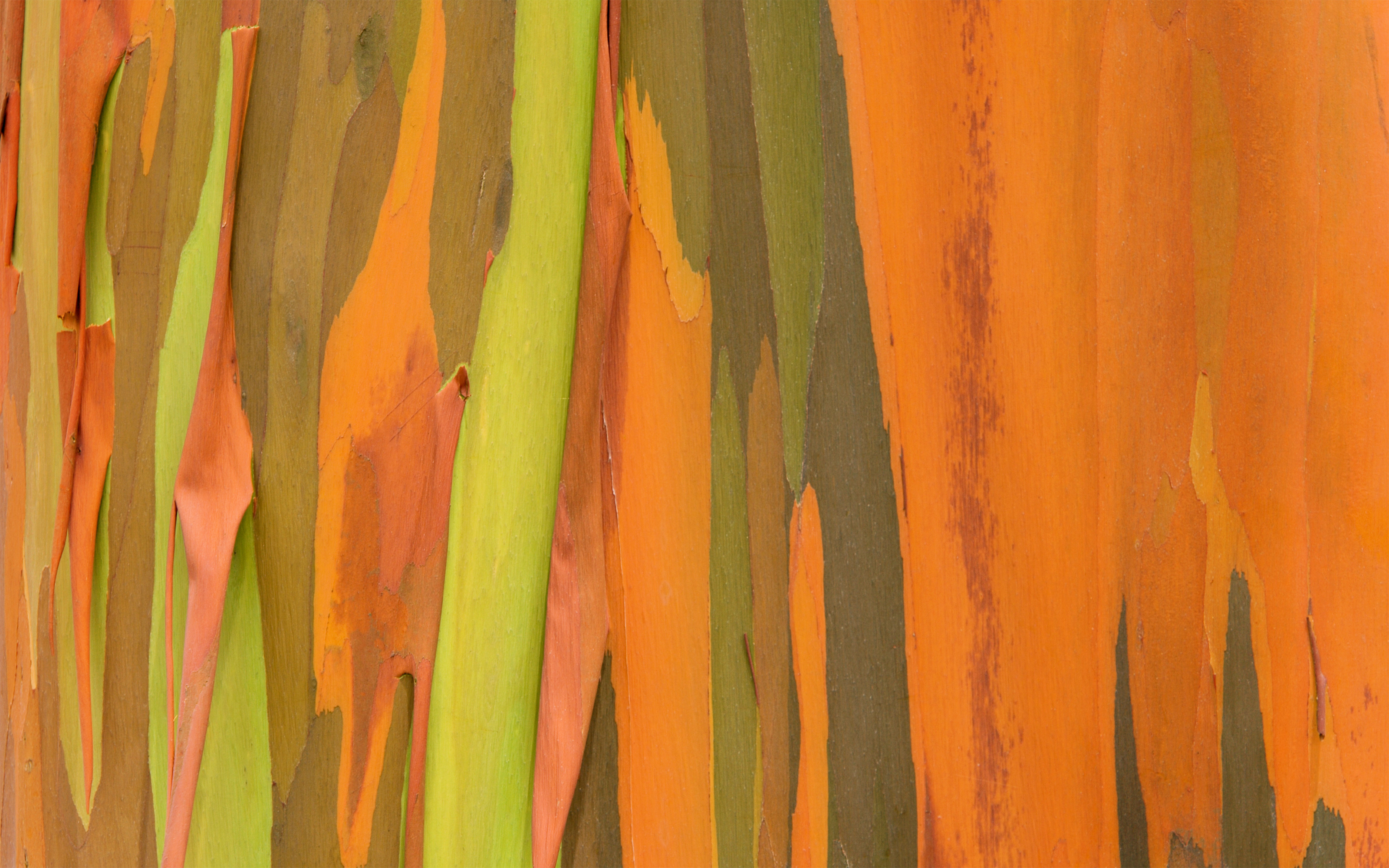 NaturePatterns03