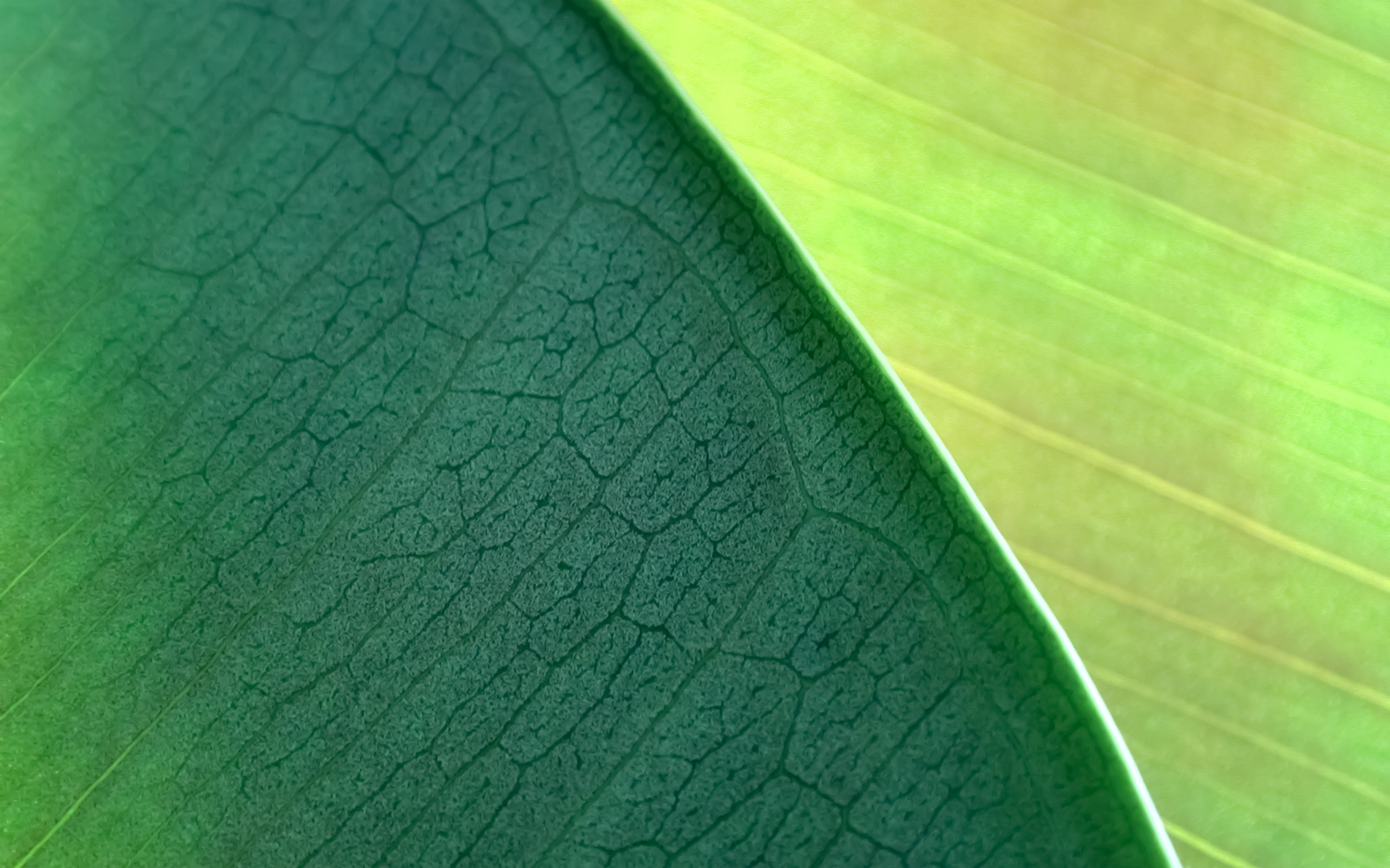 NaturePatterns04
