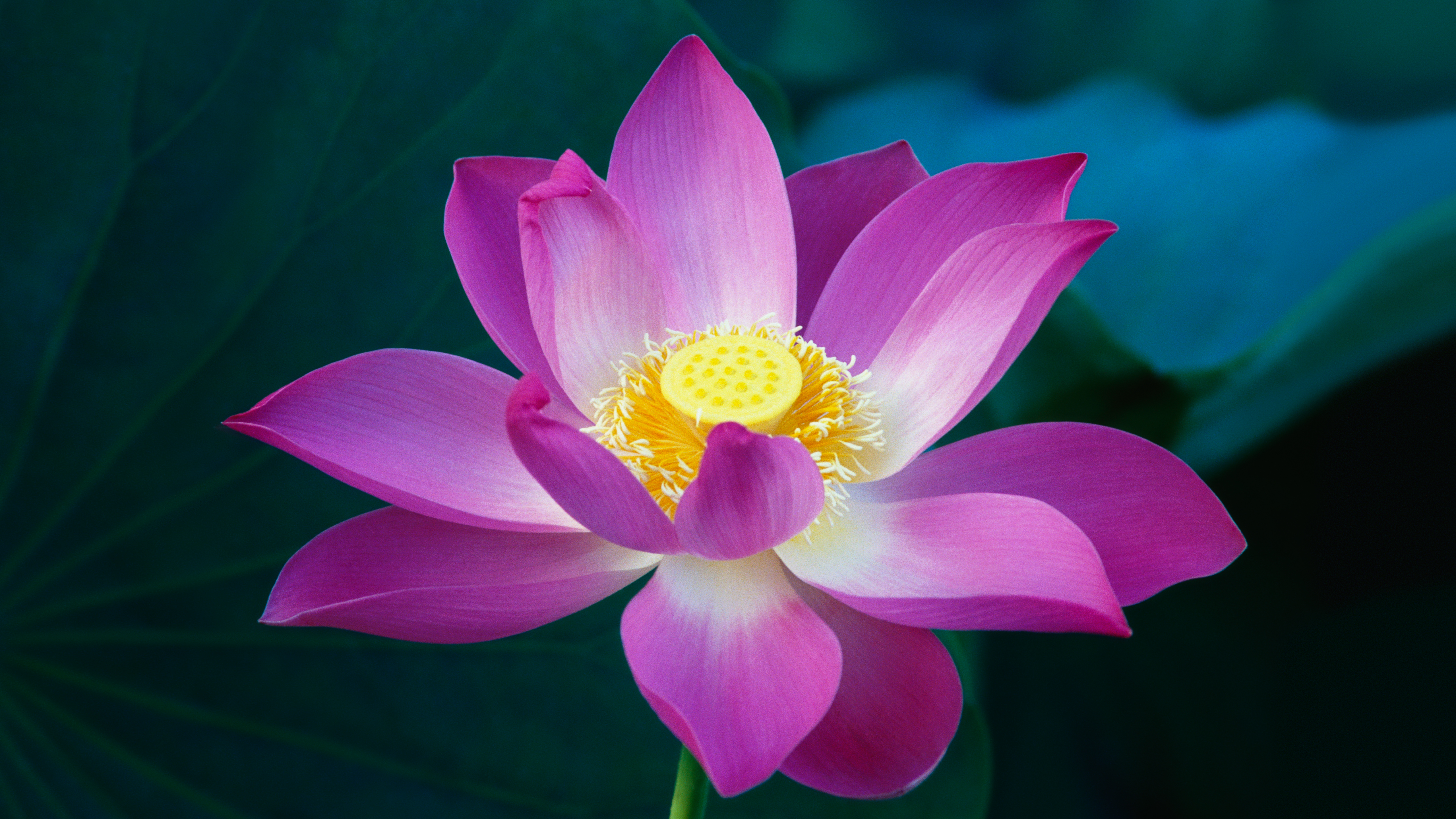 Pink Lotus Flower