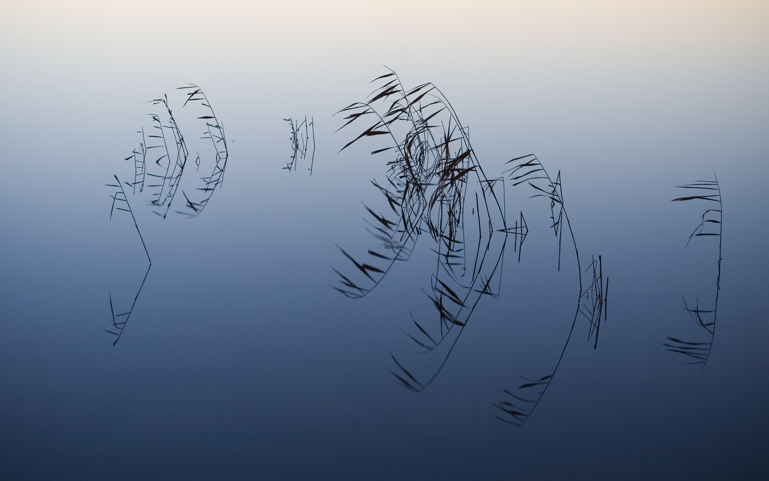 Pond-Reeds