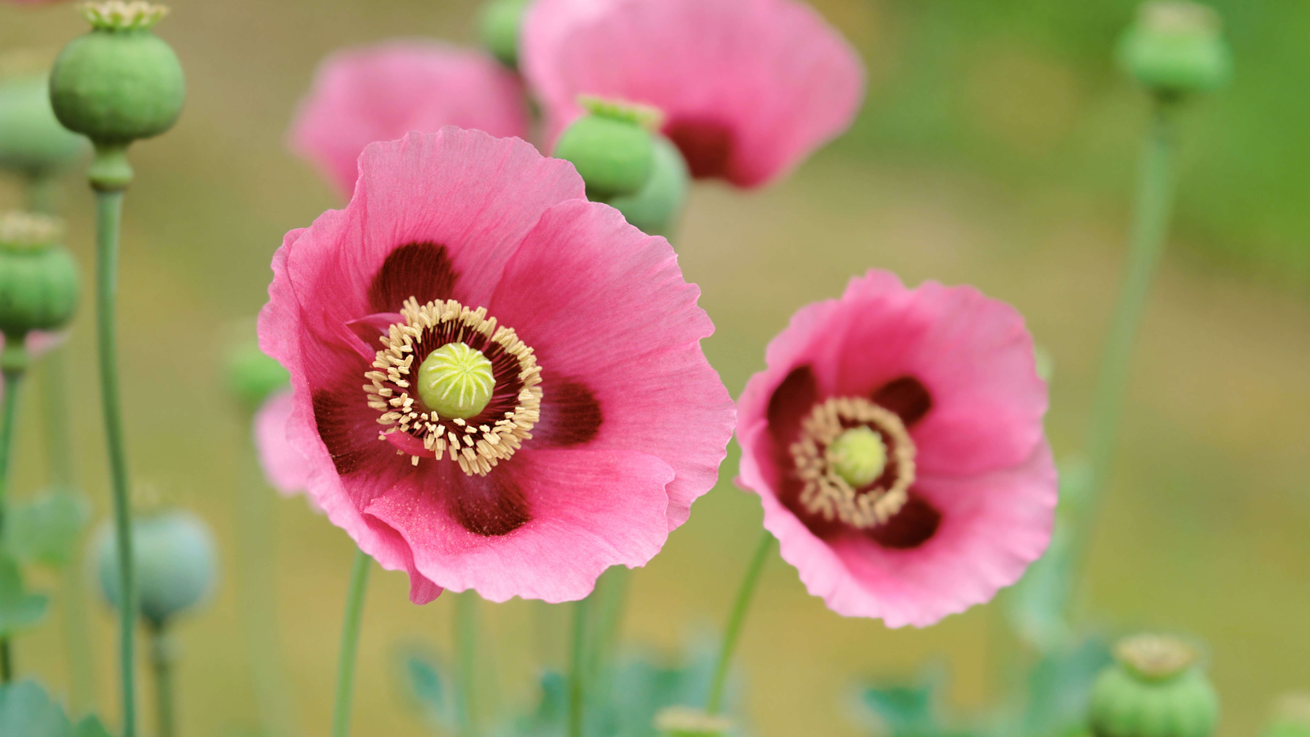 Poppies