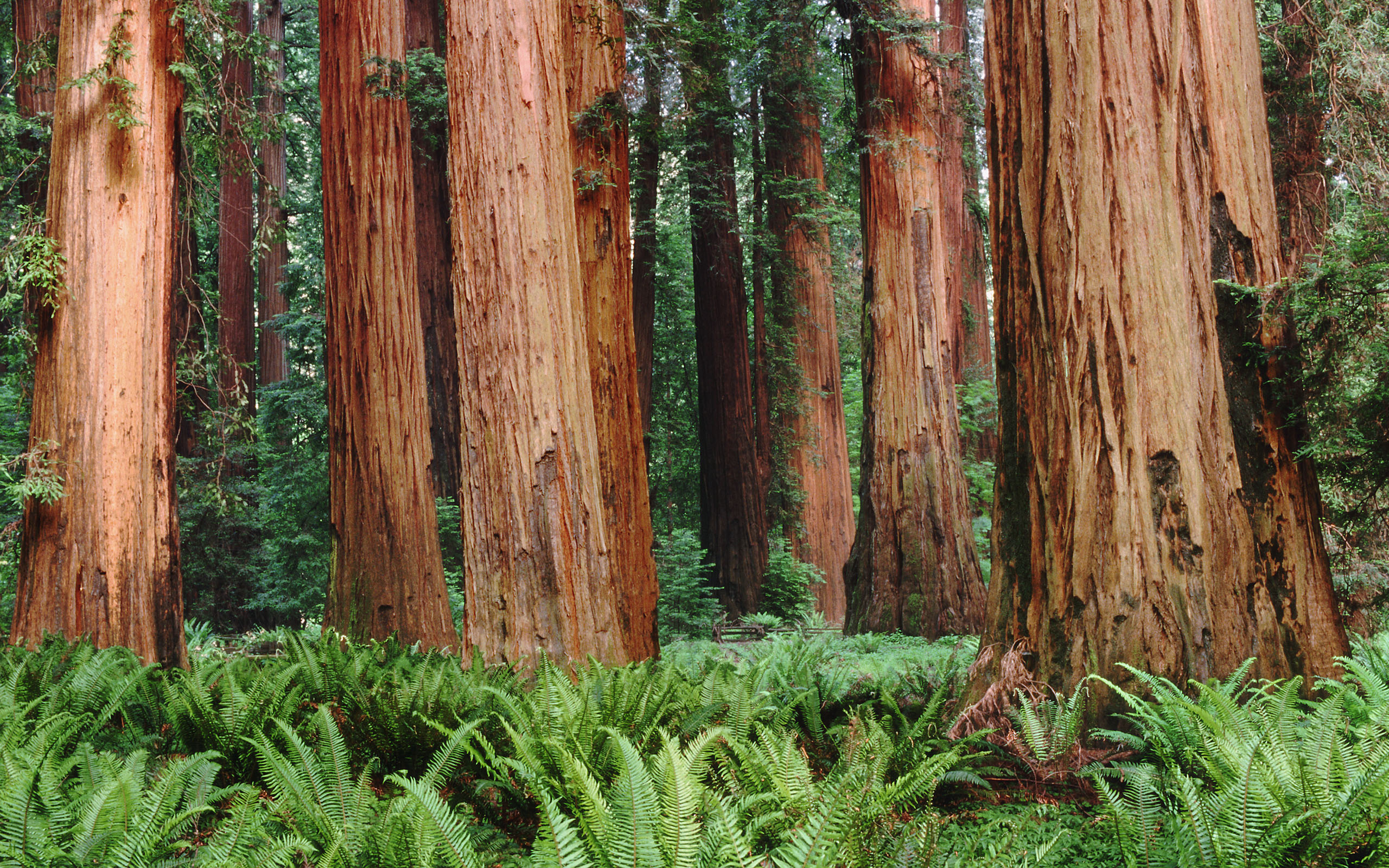 Redwoods