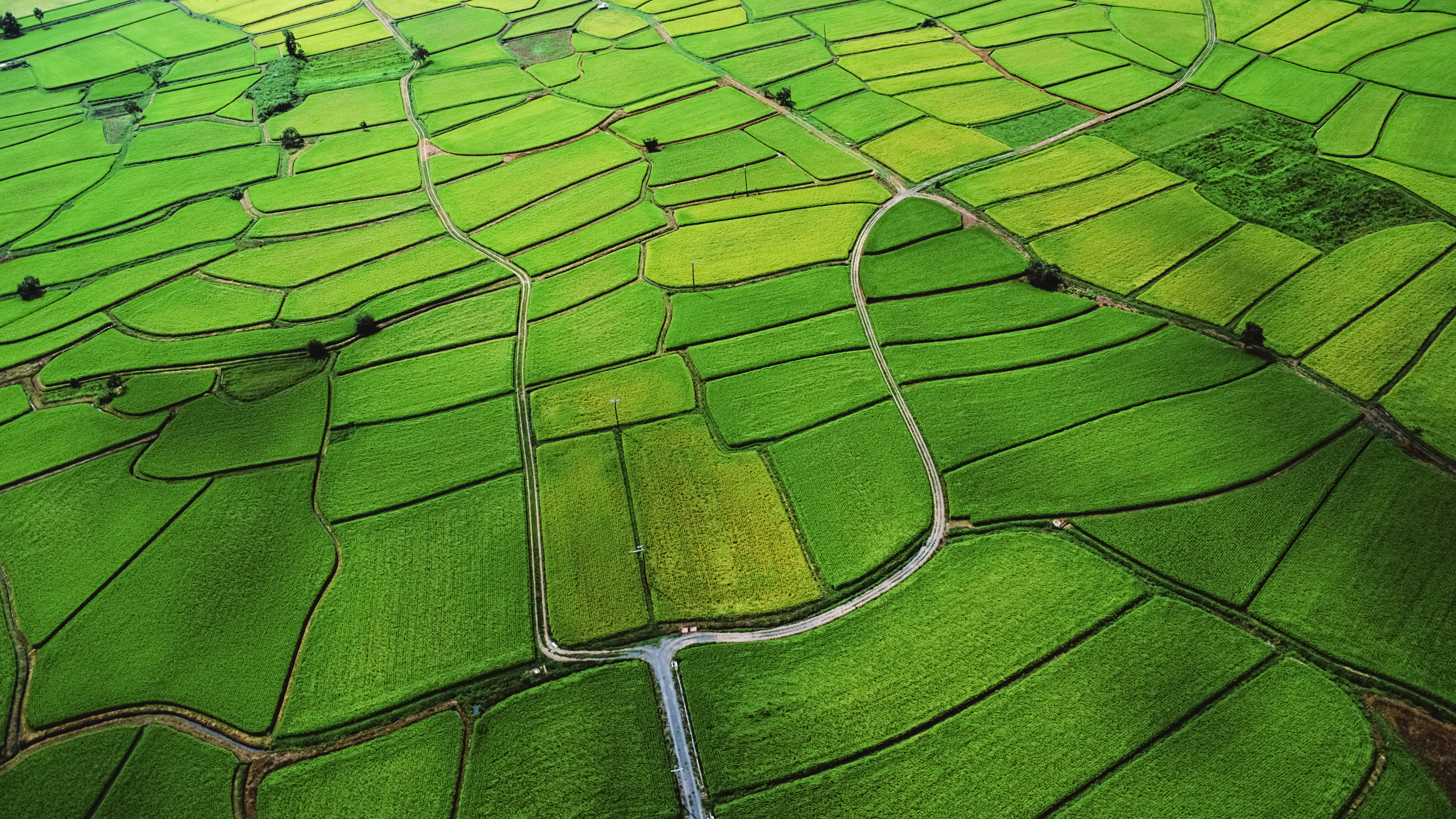 Rice Paddy