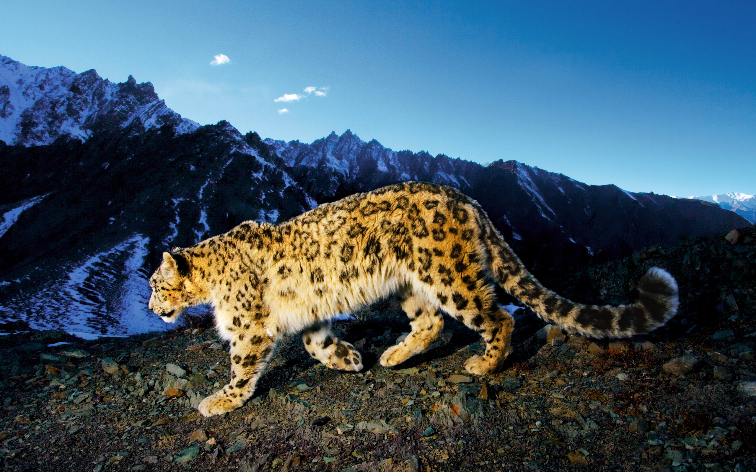 Snow-Leopard-Prowl