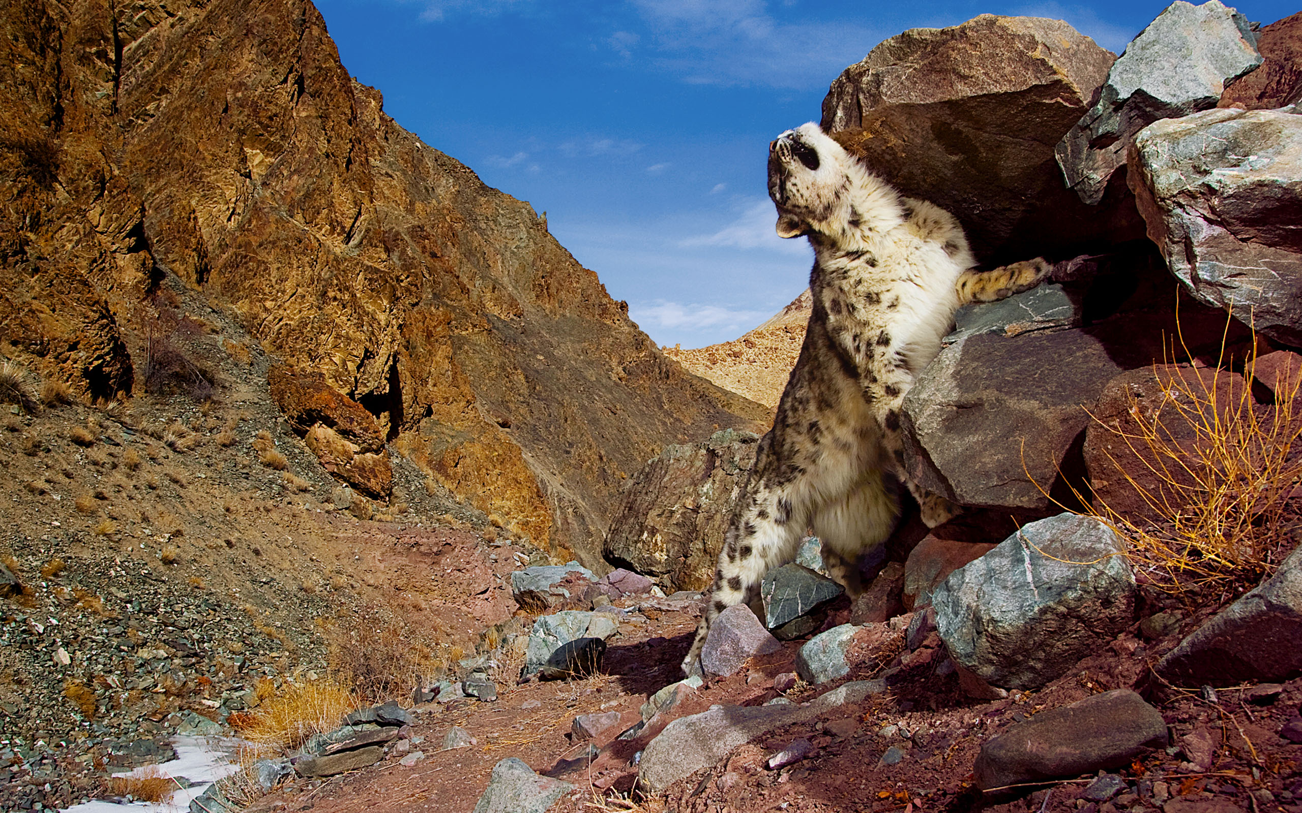 Snow-Leopard-Scratch