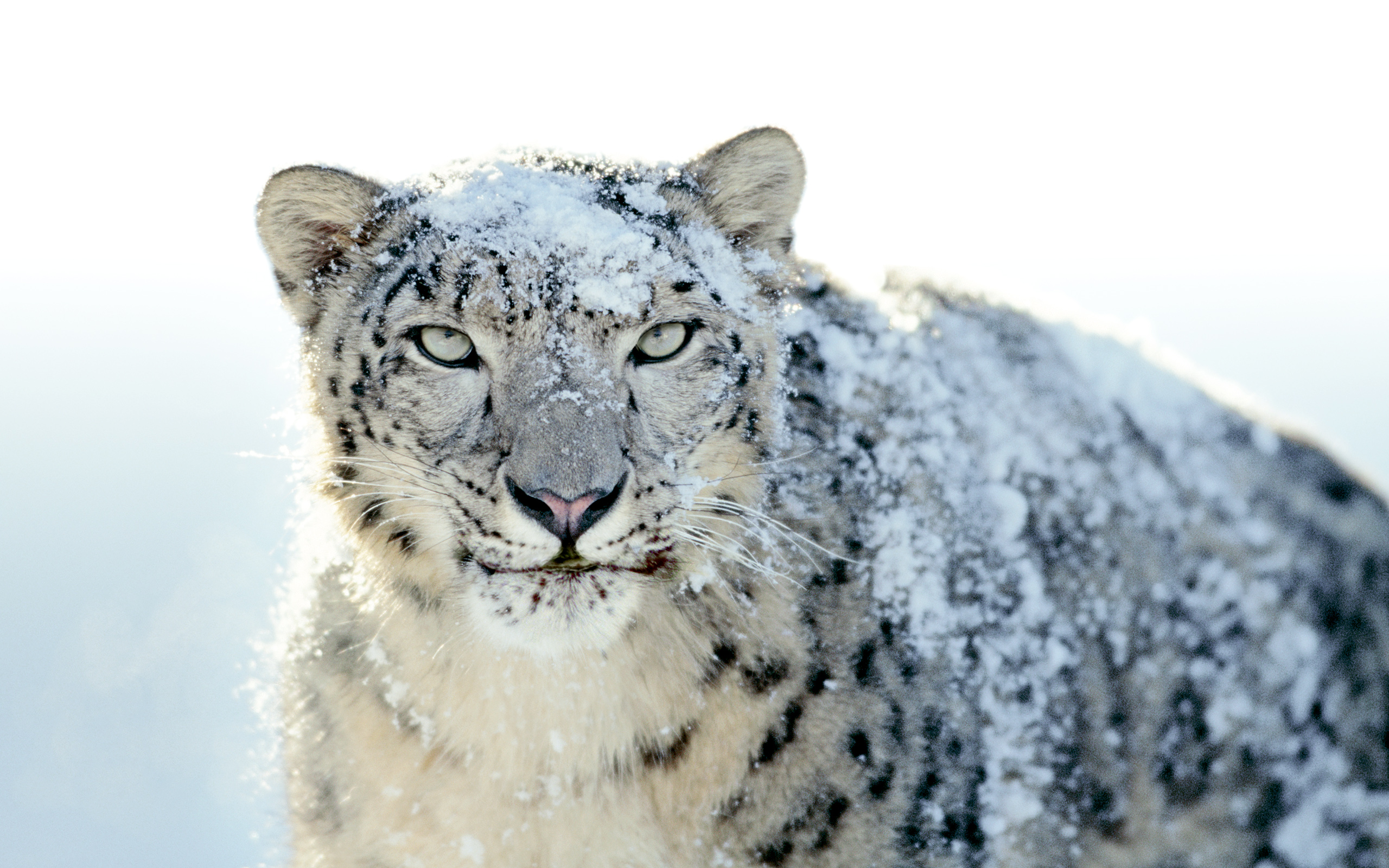 Snow-Leopard
